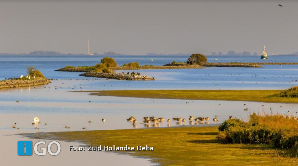 Expeditie Haringvliet: beleef natuur en cultuur Zuid-Hollandse Delta