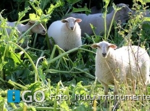 [video] Natuurmonumenten zet schapen Stellendam in om Bereklauw te bestrijden