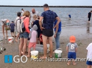 Speuren naar zee- en stranddieren aan de Brouwersdam