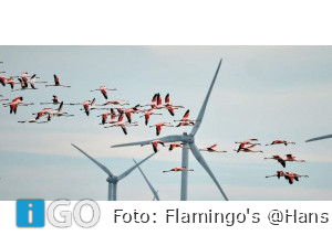 Natuurfotograaf Hans vd Elst legt Flamingo's Grevelingen weer prachtig vast
