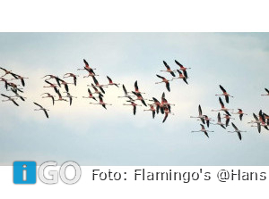 Natuurfotograaf Hans vd Elst legt Flamingo's Grevelingen weer prachtig vast