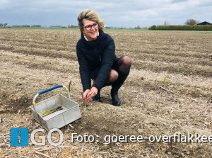 Burgemeester steekt traditiegetrouw eerste groene asperge Goeree-Overflakkee