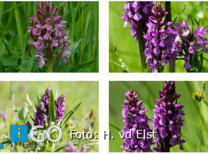 Eiland Goeree-Overflakkee: Wilde orchideeën, Keizerlibelle, Bontbek plevier!
