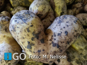 Goeree-Overflakkee in actie: Flakkeese aardappels afgekeurd vanwege de vorm