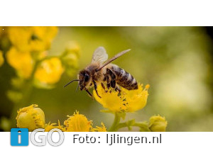 Lezing in Middelharnis - Kijk naar de bijen
