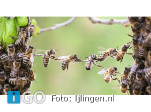 Lezing in Middelharnis - Kijk naar de bijen