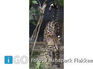 Bijzondere geboortes Faunapark Flakkee dierentuin Goeree-Overflakkee