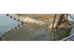 Benuttingsoverzicht vis-uren gedoogbesluit garnalenvisserij