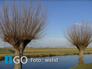 Waterschap Hollandse Delta pleit voor terugkeer wilg in houteconomie