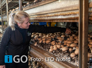 Boeren en tuinders maken werk van paddenstoelen