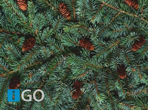 Kerstboom is geld waard: woensdag 10 januari inleverdag Goeree-Overflakkee