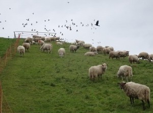 Natuurlijk landschapsbeheer: begrazing door schapen in Sommelsdijk