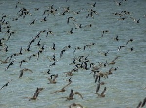Vogeltrek Wulp: van Grevelingendam naar warmer oord