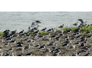 Vogeltrek Wulp: van Grevelingendam naar warmer oord