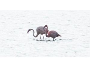 Grevelingenweek vol flamingo’s, zeehonden en paddenstoelen