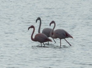 Grevelingenweek vol flamingo’s, zeehonden en paddenstoelen