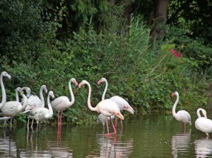 Wethouder geeft startsein Flamingo-project Faunapark Flakkee