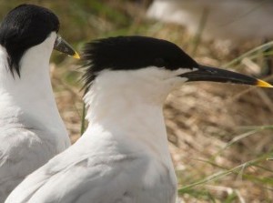 Vogelexcursie op de Scheelhoek in Stellendam