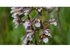 Speuren naar orchideeën in de Oostduinen, Goedereede