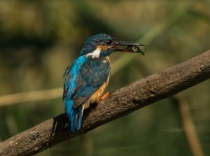 Natuurfotograaf Hans geniet van nieuw vogelkijkscherm De Visdief