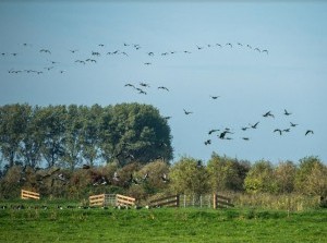 Natuurfotograaf Hans geniet van nieuw vogelkijkscherm De Visdief